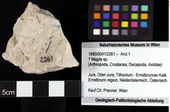 Foto (Objket + Etiketten) von ? Magila sp. 